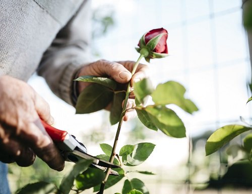 How to Grow Roses from Bouquets cuttings