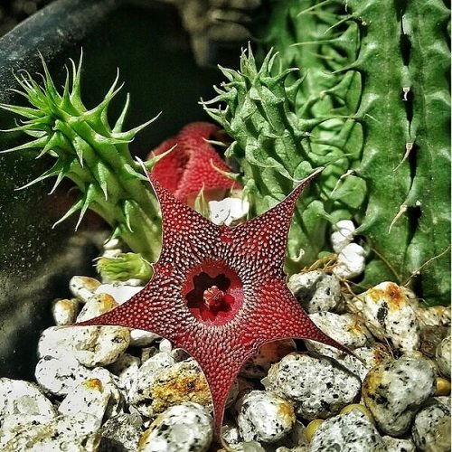 Huernia Macrocarpa Care | Growing Starfish Flower 2