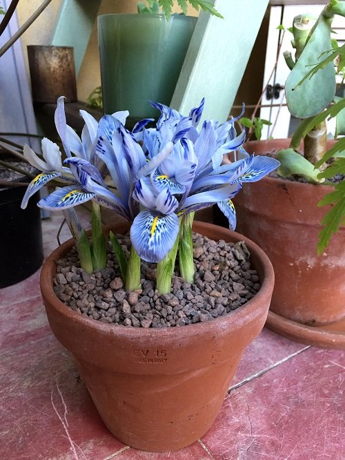 When Do Irises Bloom | How Long Do Iris Bloom 2