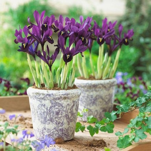 When Do Irises Bloom | How Long Do Iris Bloom 1