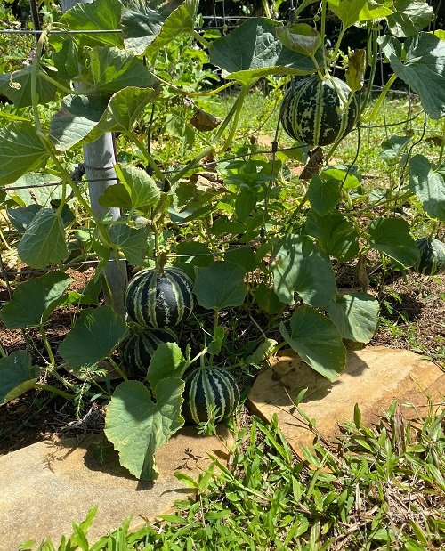 How to Grow Kajari Melon in a Garden