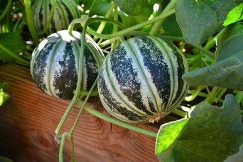 Grow Kajari Melon in Pots