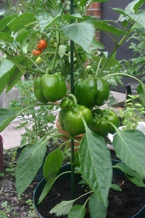 Bell Pepper Types and Varieties in pot