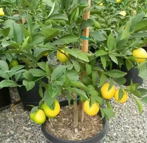 Fruits That Can be Grown in 5-Gallon Bucket in yard