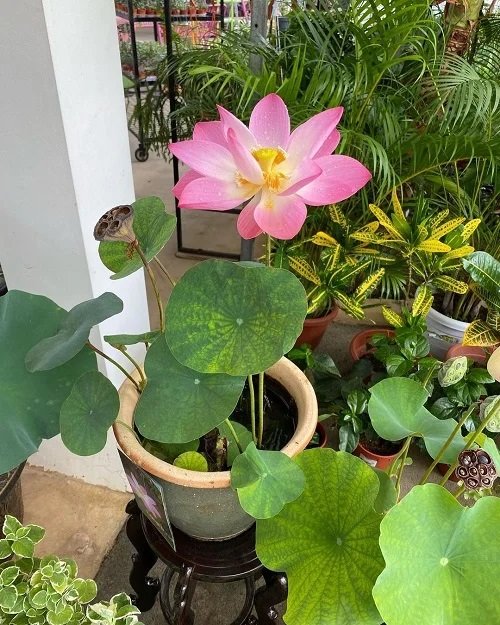 lotus flower That Represent Strength
