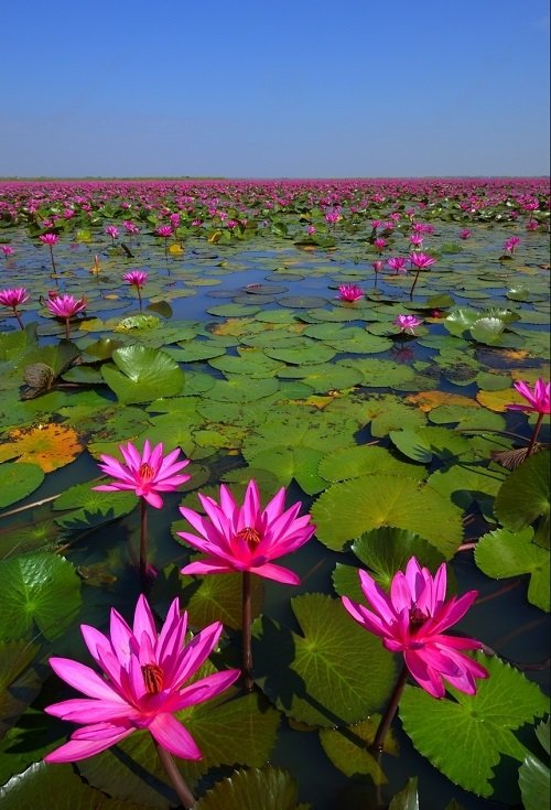 Lotus Flower Meaning And Symbolism