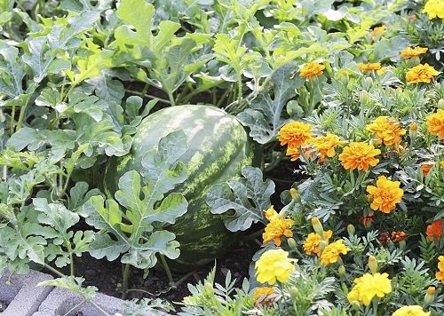 Best Watermelon Companion Plants marigold