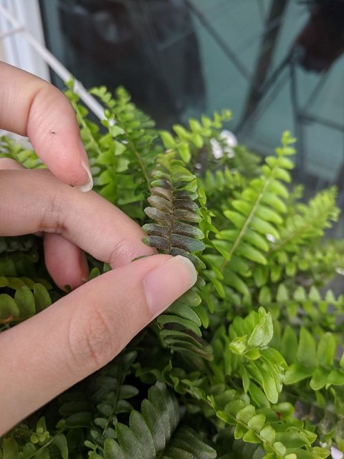 Ferns Turning Brown and Dying