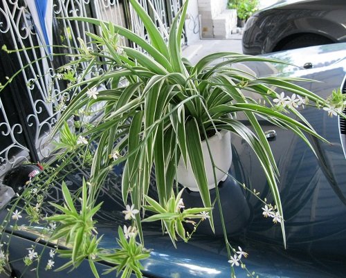How to Force Spider Plants to Flower 4