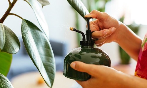 Indoor Plant Watering Tricks 7