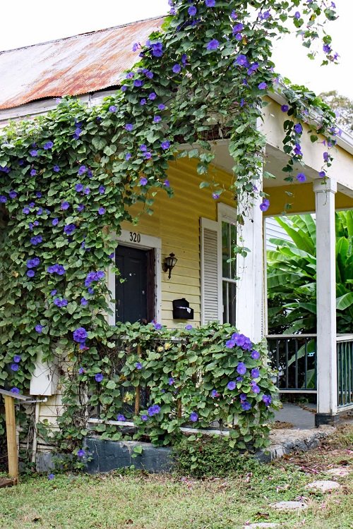 Use the Porch Structure morning glory trellis climbing