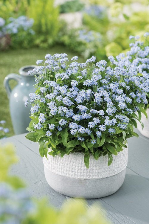 Forget-Me-Not best small flower pot on garden table