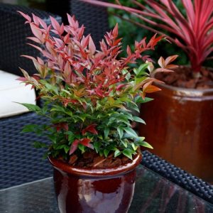 15 Beautiful Types of Nandina Varieties | Balcony Garden Web