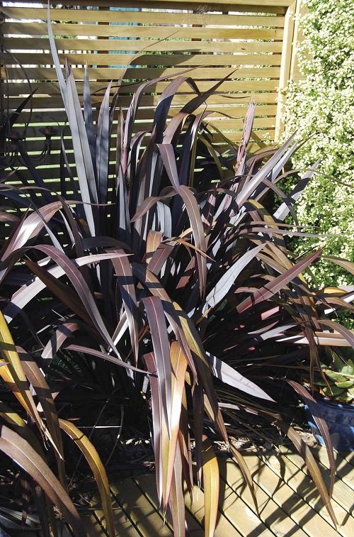 Best Black Grasses for Landscaping and Containers near fence