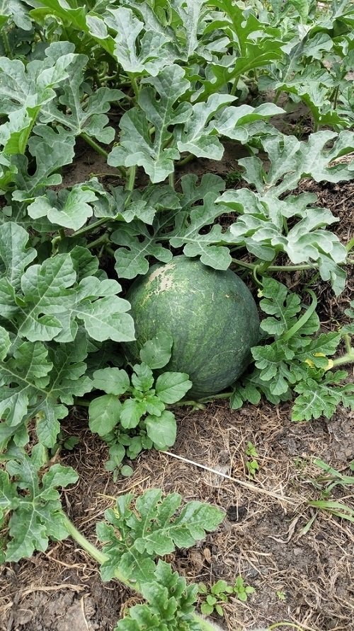 melons Companion for Okra