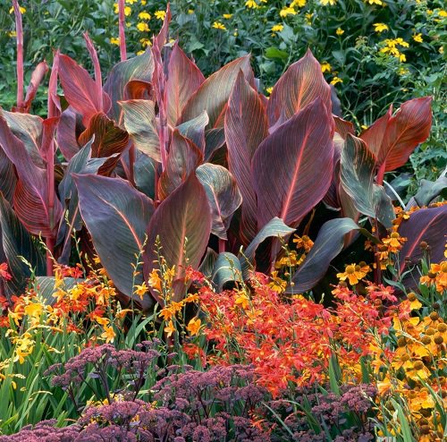 Best Red Outdoor Plants 20