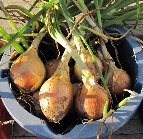 Growing Bigger Onions 8