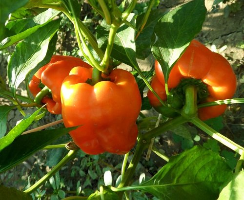 Orange Sun’ Bell Pepper types