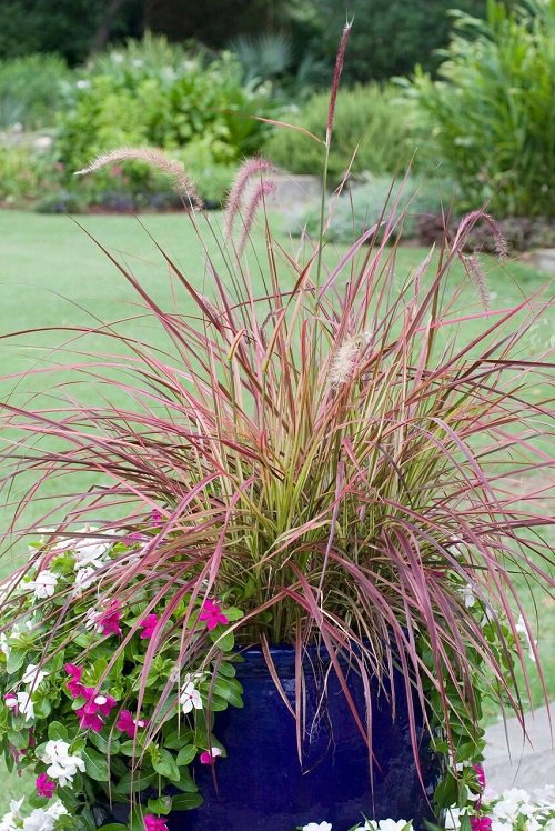 Best Types of Fountain Grasses for Containers 9
