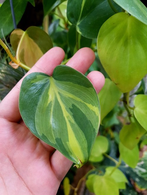 Methods for Making Philodendrons Grow Larger Leaves 1