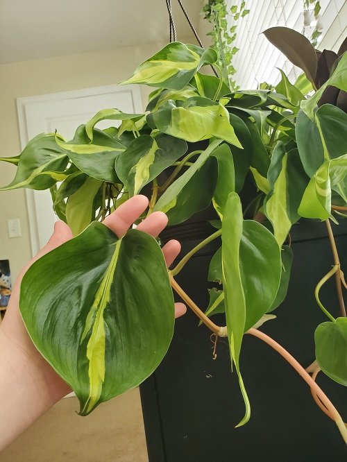 Strategies to Make Philodendrons Grow Larger Leaves