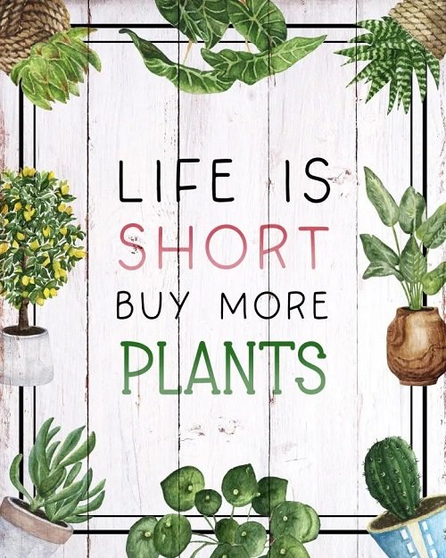 best-plant-puns-plant-jokes-internet