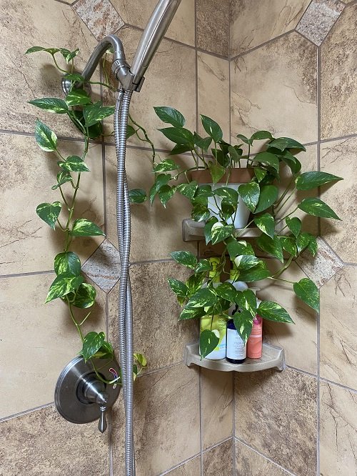 Rainforest Plants to Grow in Bathroom 5