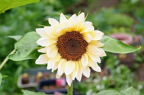 Best White Sunflower Varieties 5