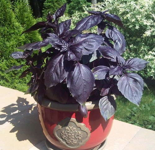 plants with purple and green leaves 4