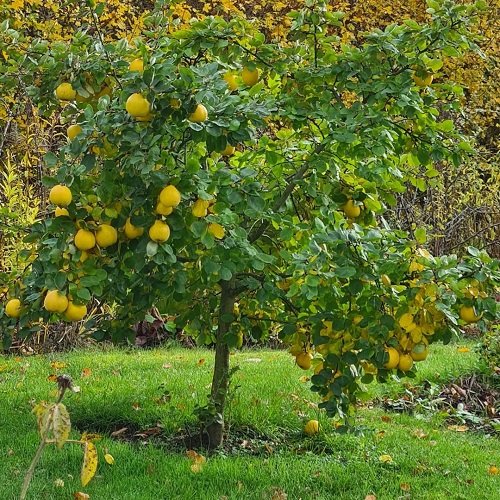 Best Zone Fruit Trees 10