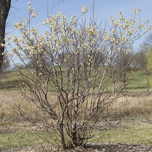 Best Types of Pussy Willow 11