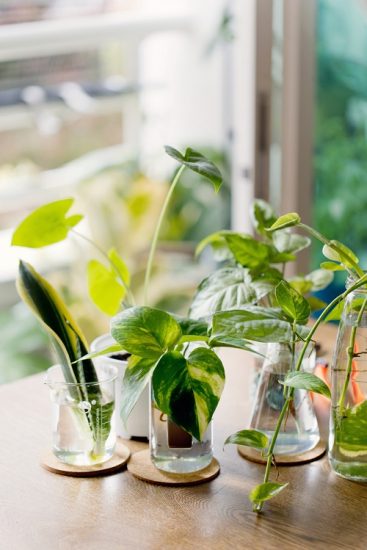 23 Houseplants in Water Centerpiece Ideas | Balcony Garden Web