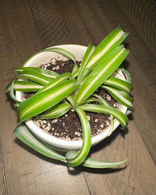 How to Force Spider Plants to Flower 3