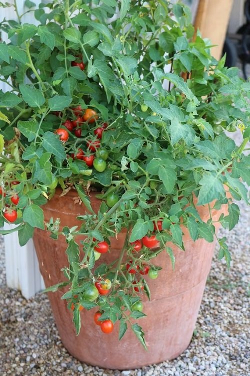 Spoon Tomato Plant Information