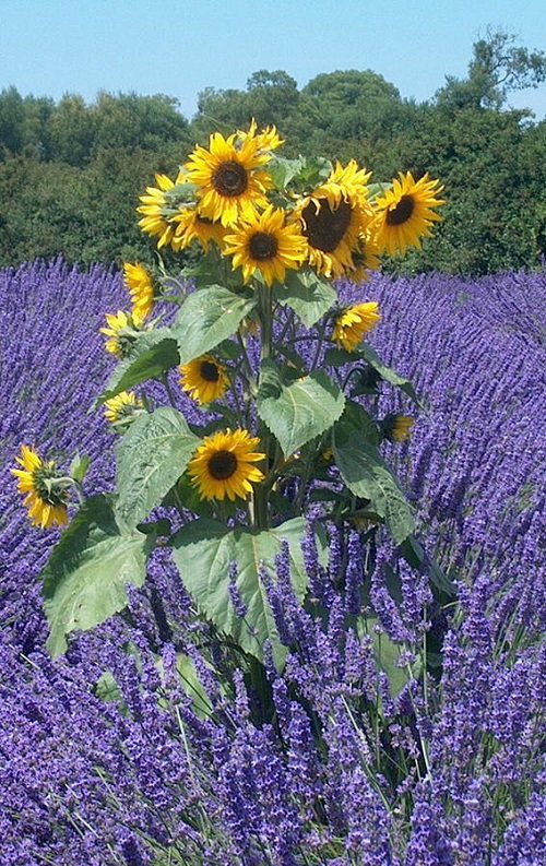 Lavender are Sunflower Companion Plants