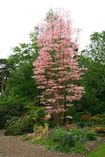 Toona Sinensis 'Flamingo' Tree Growing Information