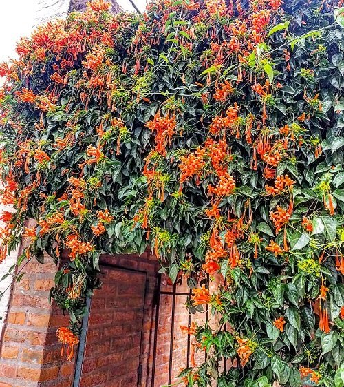 Fast Growing Vines for Covering a Fence or Wall