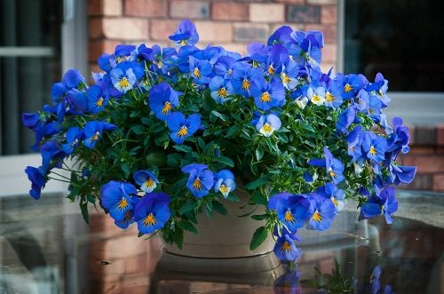 Blue Flowers 91