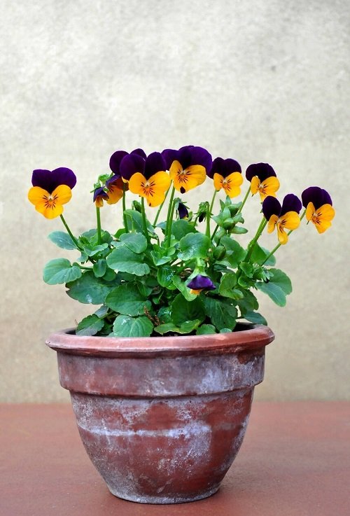Pansy Flower Meaning and What it Symbolizes 1