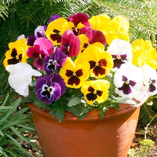 Pansy Flower Meaning and What it Symbolizes 2