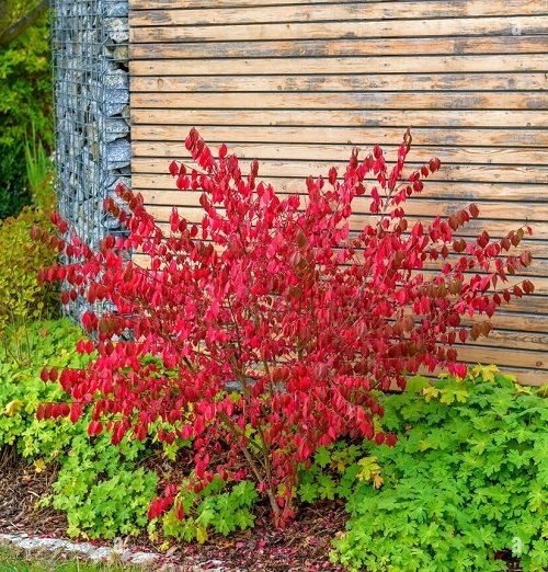 beautiful red stem plant 8