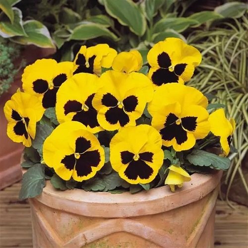 Pansy Flower Meaning and What it Symbolizes 4