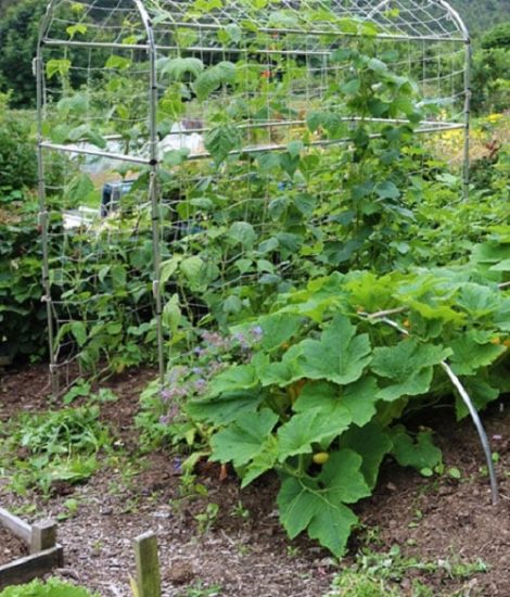 26 Easy and Cool DIY Bean Trellis Ideas | Balcony Garden Web