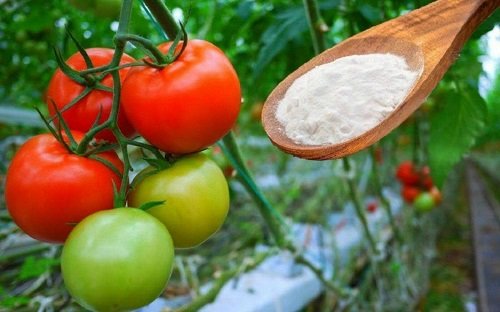 Tricks to Grow the Tastiest Tomatoes 4