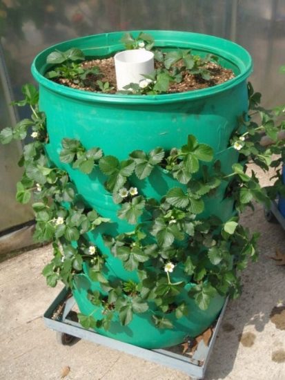 Cut a Plastic Drum like This & Grow Unlimited Food (22 Amazing Ideas)