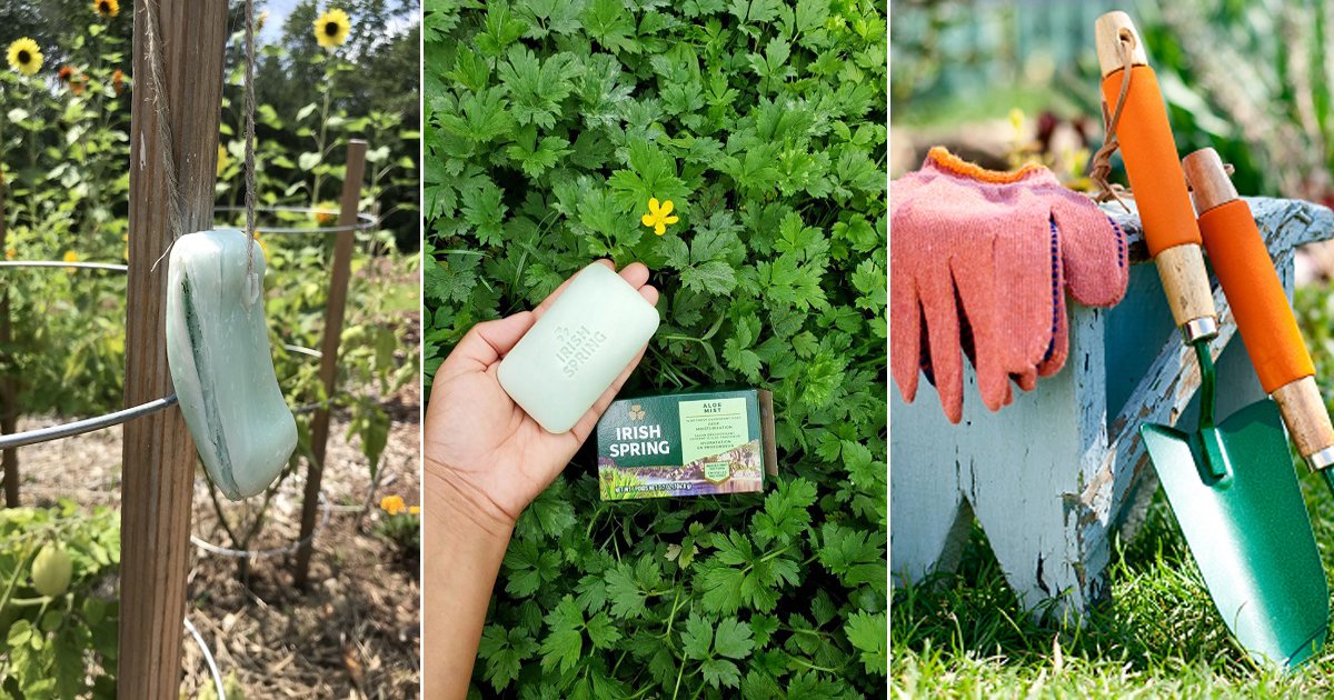 10 Amazing Irish Spring Soap Uses in Garden
