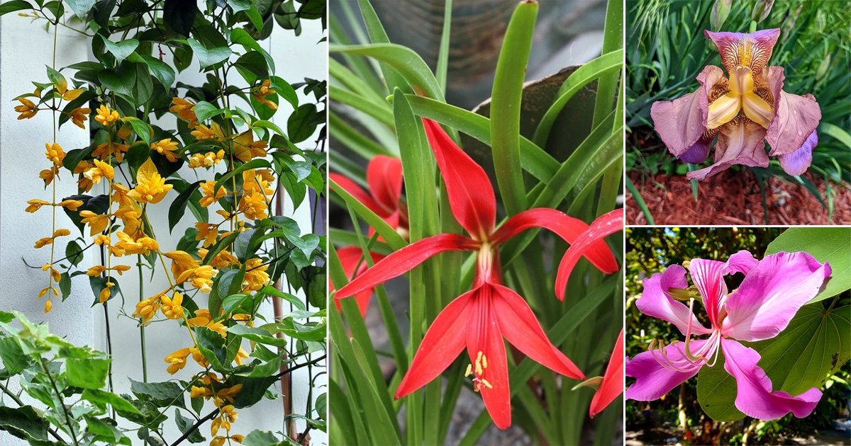 11 Flowers that Look Like Orchids | Balcony Garden Web