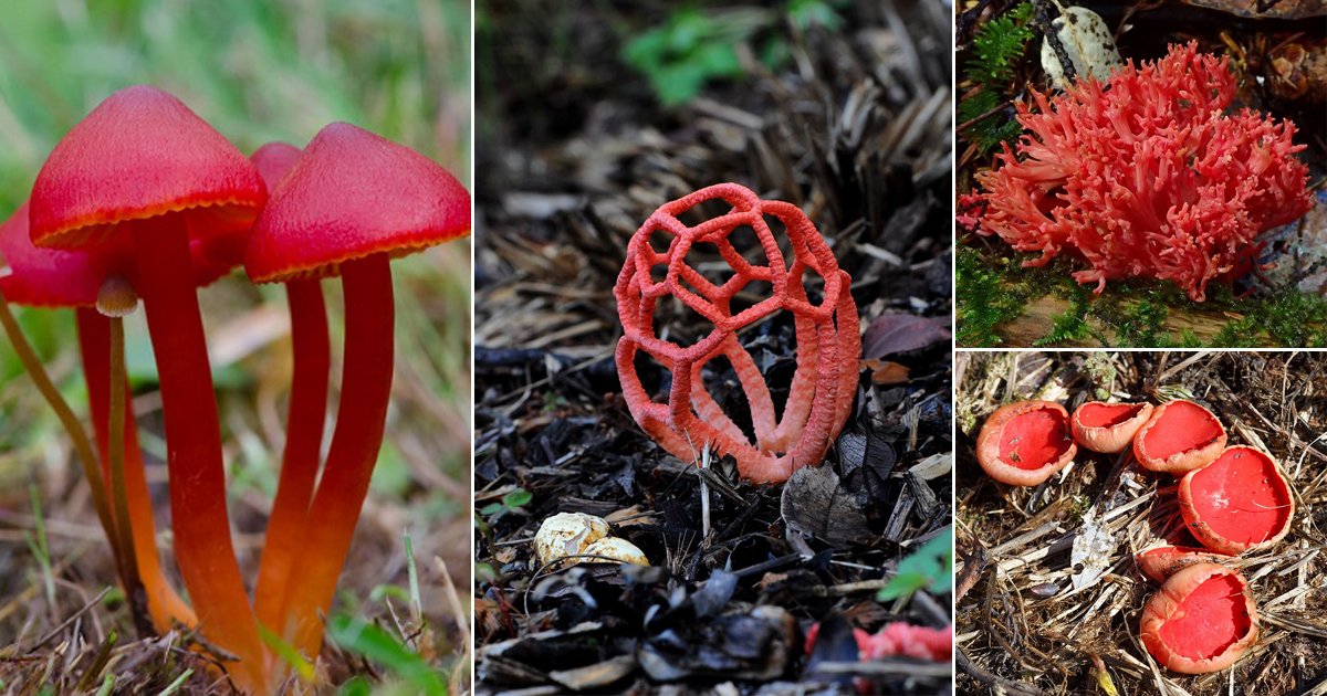 11 Red Mushrooms in Georgia | Balcony Garden Web