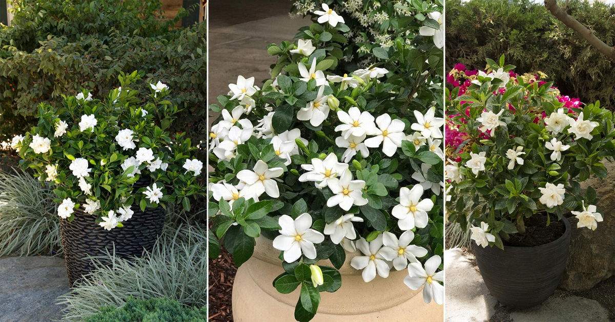 Types Of Gardenias In Florida