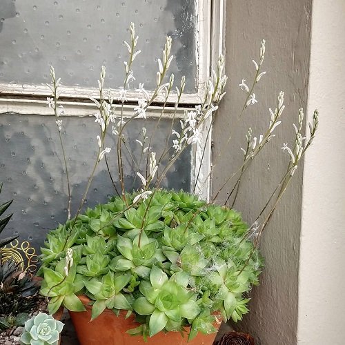 Succulent With White Flowers 10